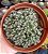Trichodiadema Densum - Imagem 1