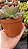 Graptoveria Bashful - Imagem 1