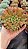 Graptoveria Bashful - Imagem 2