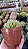 Echeveria Flamenco - Imagem 2