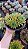 Echeveria Flamenco - Imagem 3
