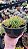 Echeveria Flamenco - Imagem 4