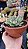 Echeveria Apus Cristal - Imagem 5