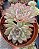 Echeveria Apus Cristal - Imagem 2