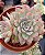 Echeveria Apus Cristal - Imagem 1
