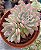 Echeveria Apus Cristal - Imagem 3