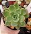 Echeveria Bonfire - Imagem 1