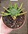 Euphorbia Flanaganii - 'Cabeça de Medusa' - Imagem 1