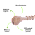Ossinho Laranja - Imagem 5