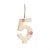 Cromus - Vela n° 5 Especial Branco e Pink - 1 unidade - Imagem 1