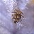 Pinha Glitter Nude - 1 Un - Imagem 3