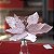 Poinsetia Rosa Claro - Imagem 5