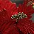 Poinsetia Vermelho e Ouro G - Imagem 2