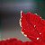 Poinsetia Vermelho e Ouro M - Imagem 4