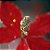 Poinsetia Vermelho e Ouro M - Imagem 5