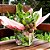 Cachepot P Pote 11/12 Flamingo Tropical - 10 Un - Imagem 2