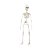 Esqueleto Articulado Kael Halloween 48cm - 1 Un - Imagem 1