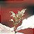 Poinsetia Nude - Imagem 3