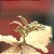 Poinsetia de Ponta Ouro - Imagem 3