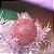 Bola Rainbow Glitter 8cm - 8 Un - Imagem 7
