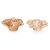 Forminha para Doce Gloss Poá/Listras Bronze - 40 Un - Imagem 1