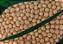 Soja em Grão Orgânico a Granel Paullinia Saco 25kg - Imagem 1