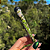 Tubete Hall Of Weed - Imagem 6