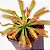 Drosera Capensis Grande - Imagem 1