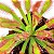 Drosera Capensis Grande - Imagem 2