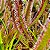 Drosera Capensis Grande - Imagem 5