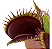 Dionaea muscipula Grande - Imagem 2