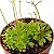 Stylidium Debile - Imagem 1