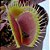 Dionaea muscipula Média - Imagem 6