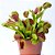 Dionaea muscipula Média - Imagem 13