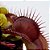 Dionaea muscipula Média - Imagem 12