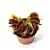 Dionaea muscipula Média - Imagem 5