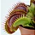 Dionaea muscipula Média - Imagem 4
