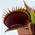Dionaea muscipula Média - Imagem 8