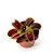 Dionaea muscipula Média - Imagem 9