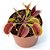 Dionaea muscipula Média - Imagem 1