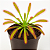 Drosera Capensis Gigante - Imagem 1