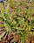Drosera Hercules Grande - Imagem 1