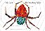 The Very Busy Spider - Board Book - Imagem 1