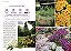 Coleção Plantas Perfumadas (3 Volumes) - Imagem 3