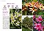 Coleção Plantas Perfumadas (3 Volumes) - Imagem 7