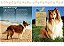 A Enciclopédia Ilustrada De Raças De Cães (Coleção Completa - 7 Livros) Um Guia Visual De A A Z Com 176 Raças Para Você Conhecer E Se Encantar - Imagem 8