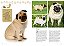 A Enciclopédia Ilustrada De Raças De Cães (Coleção Completa - 7 Livros) Um Guia Visual De A A Z Com 176 Raças Para Você Conhecer E Se Encantar - Imagem 11