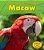 Macaw (A Day In The Life)-.. - Imagem 1