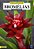 Enciclopédia De Bromélias (Coleção - 5 Volumes) - Imagem 6