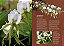 Enciclopédia Das Orquídeas (Coleção - 21 Volumes) - Imagem 3